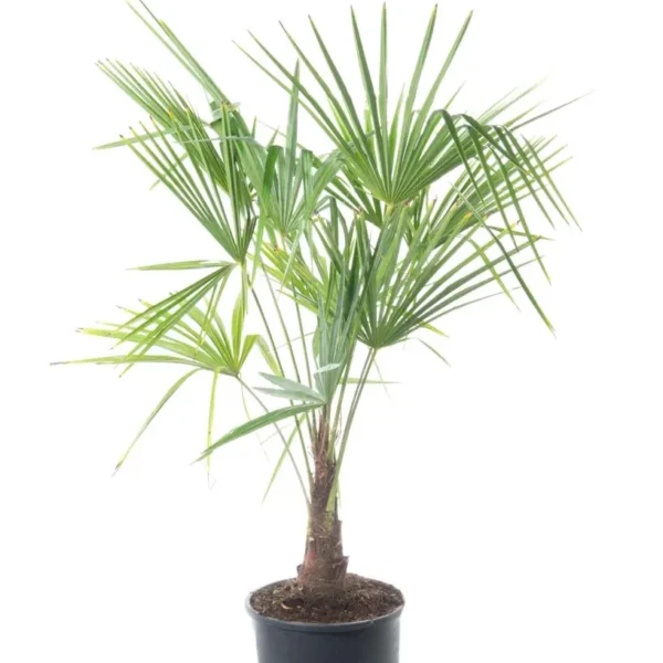 Trachycarpus fortunei (Palma - Visoka žumara)