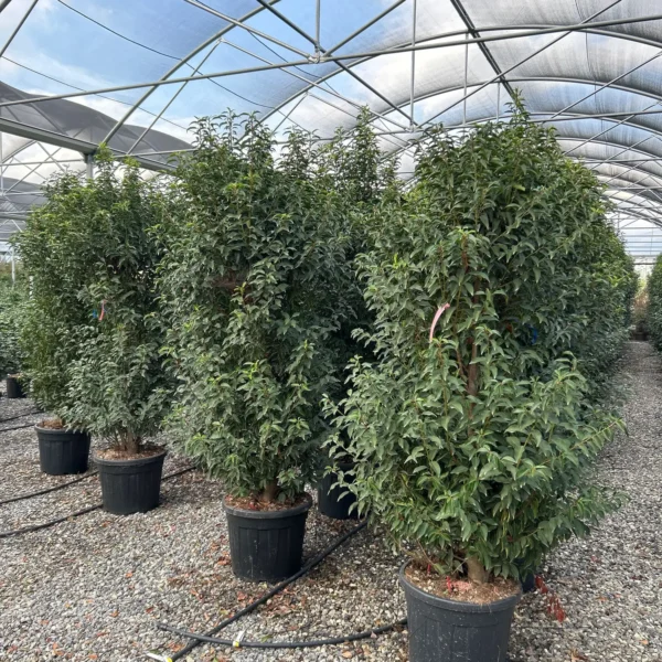 Prunus lusitanica `Angustifolia` (Portugalski lovorikovec)