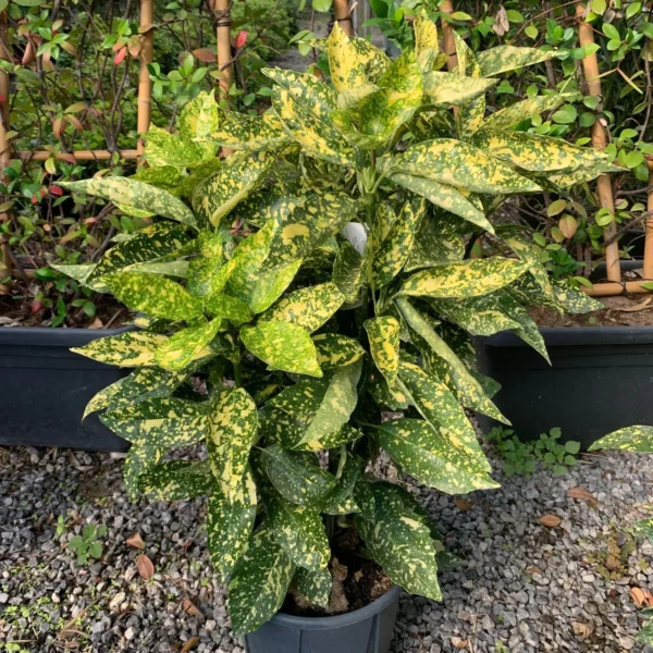 Aucuba japonica 'Crotonifolia Gold' (Aucuba)