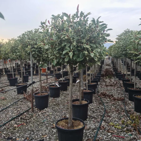 Photinia fr. 'Pink Marble' (Fotinija na steblu)