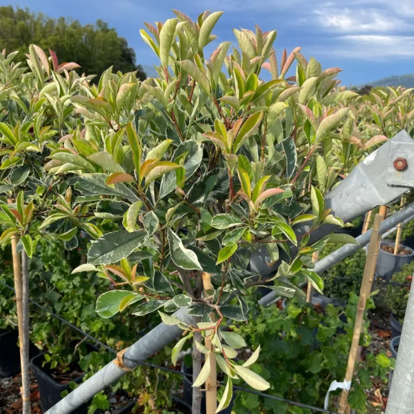 Photinia fr. 'Pink Marble' (Fotinija na steblu)
