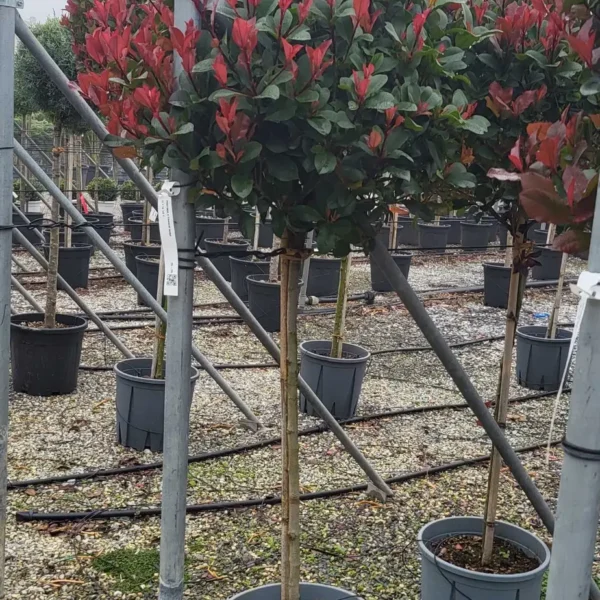 Photinia fraseri 'Nana' (Fotinija gojena na steblu )