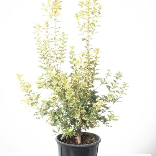 Osmanthus Heterophyllus 'Tricolor' (Pisani Osmanthus)