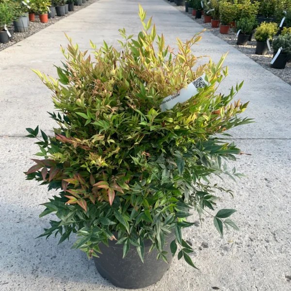 Nandina domestica 'Gulf Stream' (Nandina/Nebeški bambus)