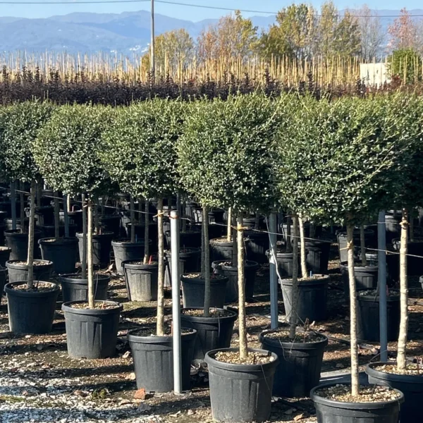 Ligustrum delavayanum (Kitajski liguster na stebru)