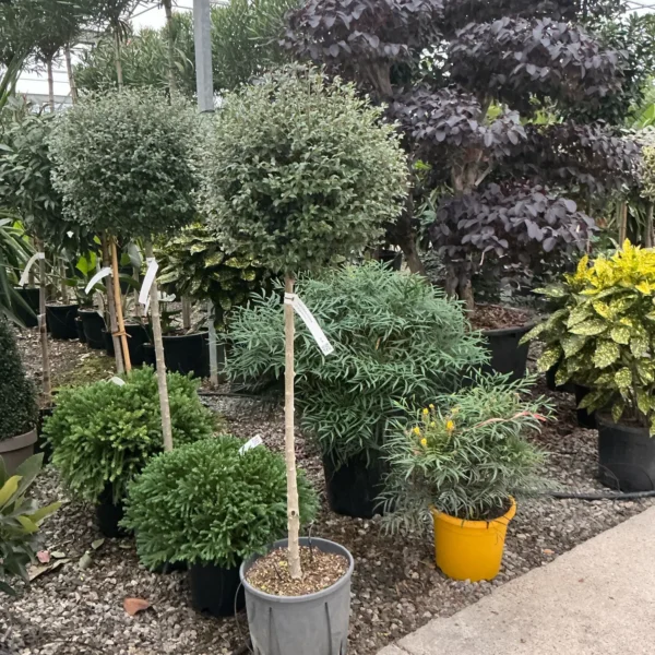 Ligustrum delavayanum (Kitajski liguster na stebru)