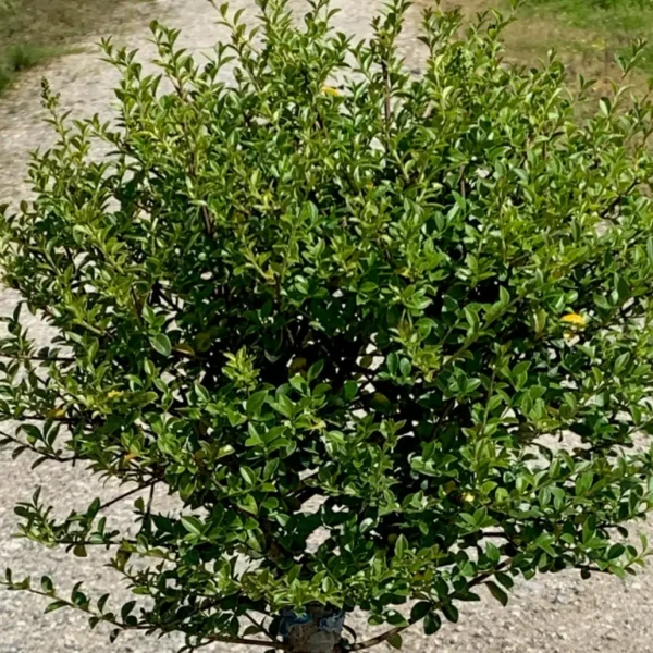 Ligustrum delavayanum (Kitajski liguster na stebru)