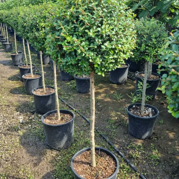 Ligustrum delavayanum (Kitajski liguster na stebru)