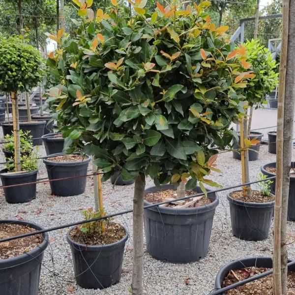 Laurus nobilis (Navadni lovor na steblu)