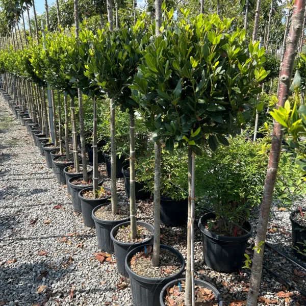 Laurus nobilis (Navadni lovor na steblu)