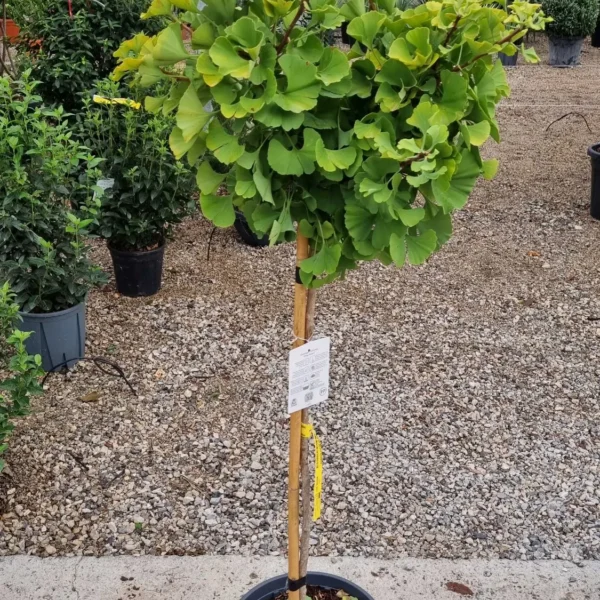 Ginkgo biloba 'Mariken' (Kroglasti ginko na steblu)