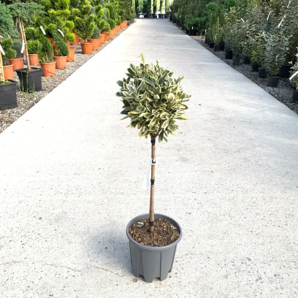 Euonymus japonicus 'Bravo' (Japonska trdoleska na steblu)