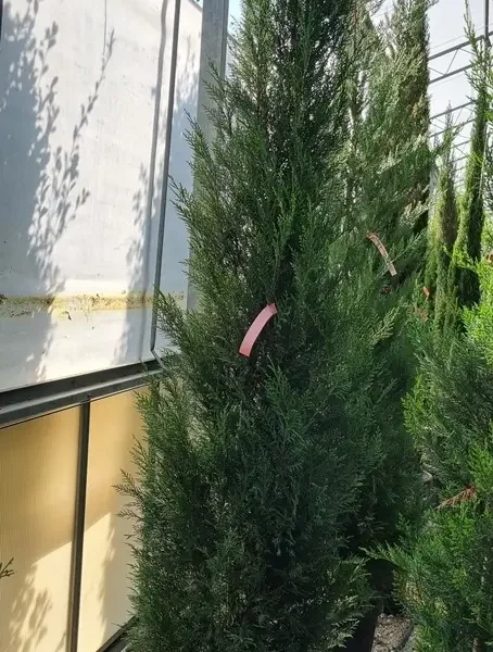 Cupressocyparis leylandii 2001 (Lejlandova cipresa)