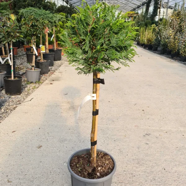 Cupressocyparis leylandii (Lejlandova cipresa)