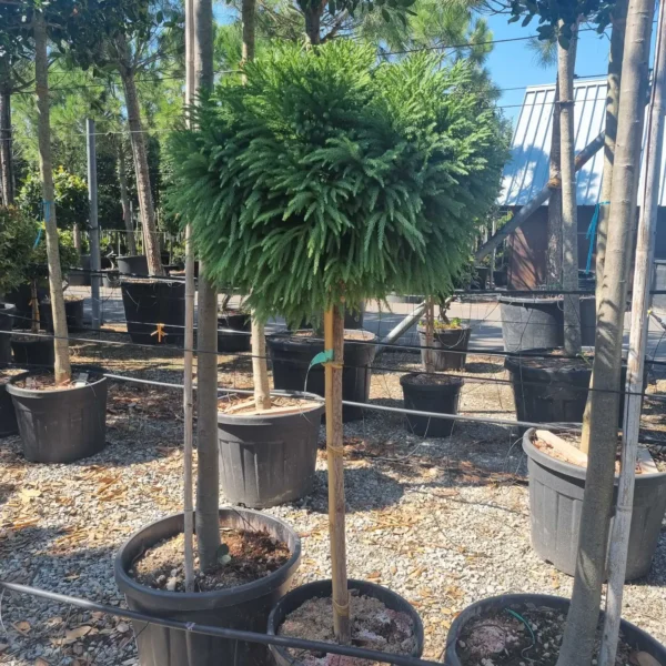 Cryptomeria japonica 'Globosa Nana ' (Kriptomerija - NA STEBU)