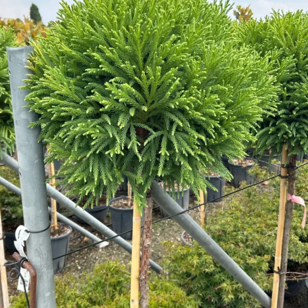 Cryptomeria japonica 'Globosa Nana ' (Kriptomerija - NA STEBU)