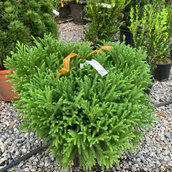 Cryptomeria japonica 'Globosa Nana´ (Kriptomerija)