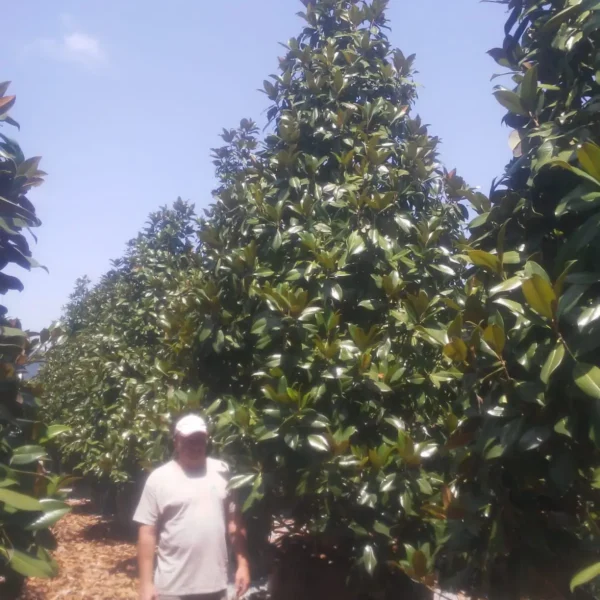 Magnolia grandiflora ‘Galissonniensis’ – EXTRA | limited availability (Velecvetna magnolija)