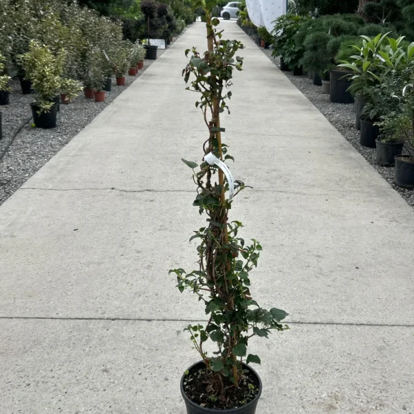 Hydrangea petiolaris (Plezava hortenija)