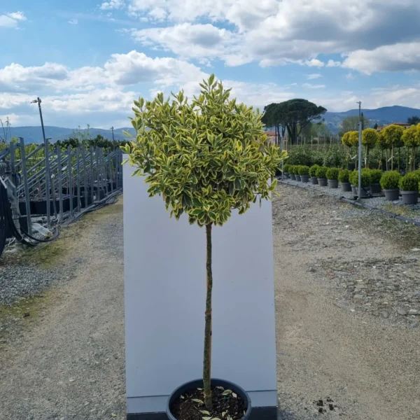 Euonymus japonicus 'Bravo' (Japonska trdoleska na steblu)