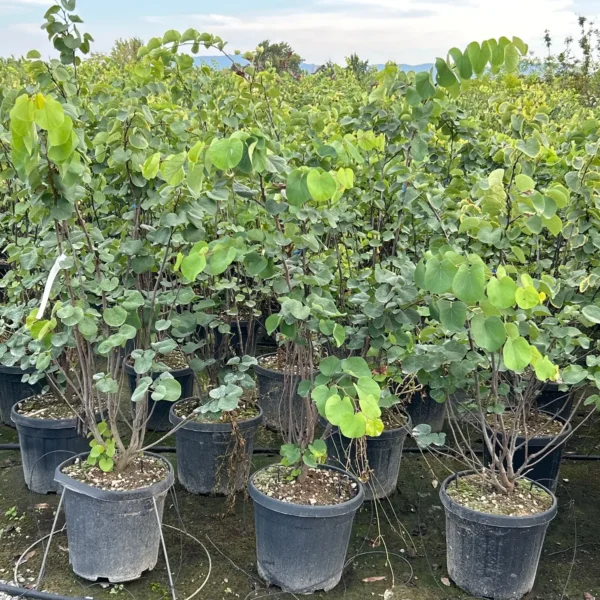 Cercis siliquastrum (Judeževo drevo/Nav.jadikovec)