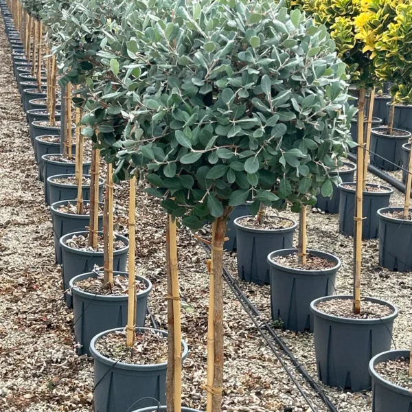 Feijoa sellowiana (Ananasova guava na steblu)