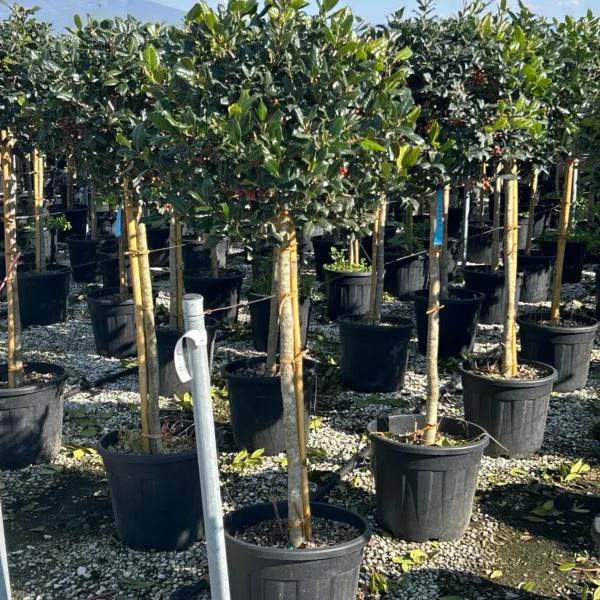 Ilex mutchagara 'Nellie R. Stevens' (Božlje drevce na steblu)