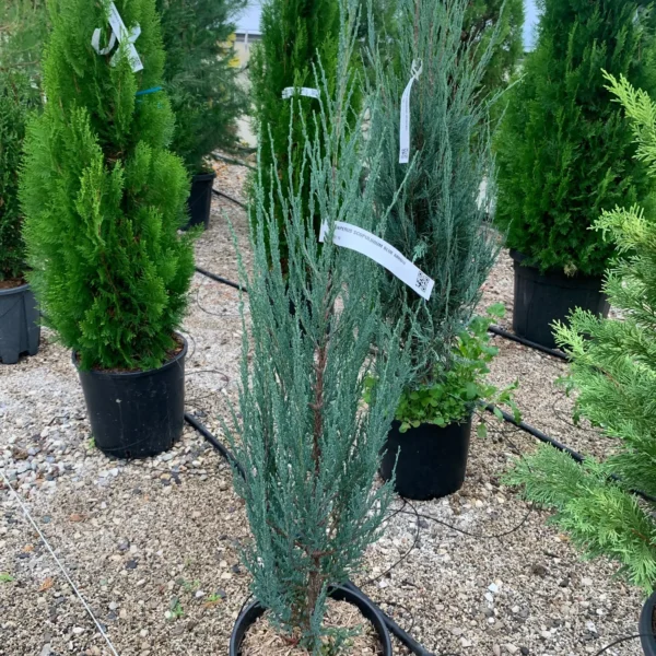 Juniperus scopulorum 'Blue Arrow' (Okrasni brin)