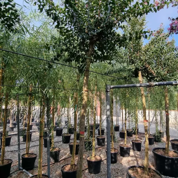 Lagerstroemia Caroline Beauty (Lagerstremija)