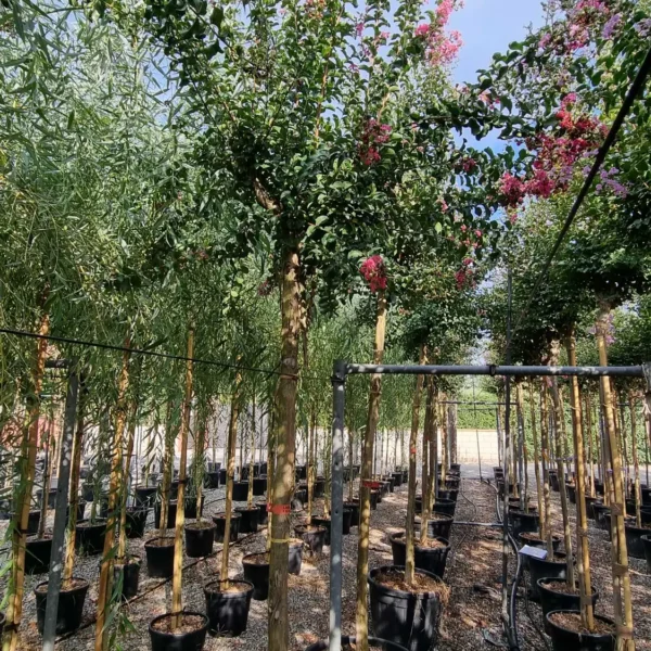 Lagerstroemia Caroline Beauty (Lagerstremija)