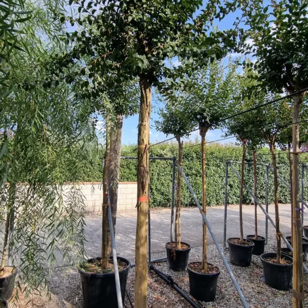 Lagerstroemia Caroline Beauty (Lagerstremija)