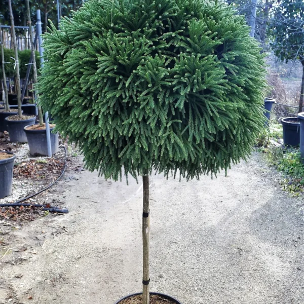 Cryptomeria japonica 'Globosa Nana ' (Kriptomerija - NA STEBU)