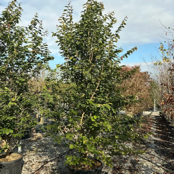 Parrotia persica (Parocija/Perzijska bukev)