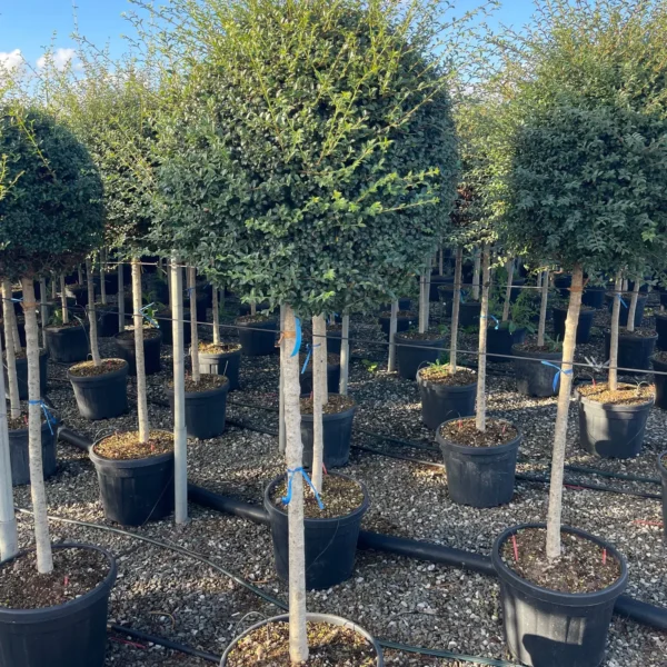 Ligustrum delavayanum (Kitajski liguster na stebru)