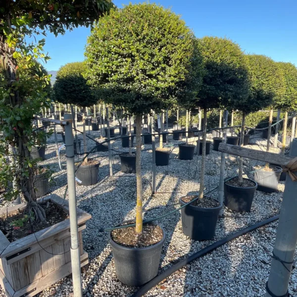 Ligustrum delavayanum (Kitajski liguster na stebru)