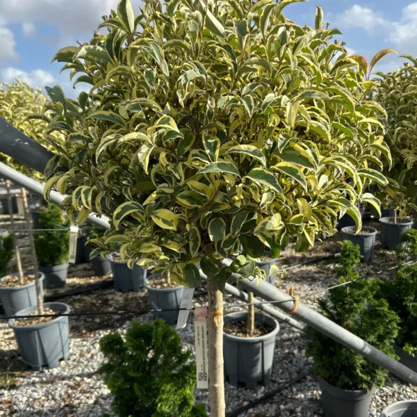 Ligustrum lucidum 'Excelsum Superbum' (Kitajski liguster)