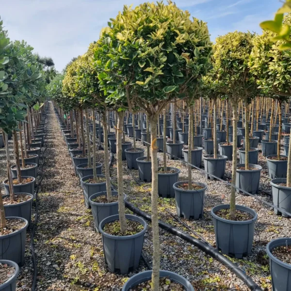 Ligustrum Ovalifolium Aureum (Ovalni liguster Aureum)