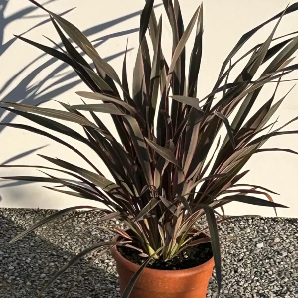 Phormium 'Sundowner' (Lan)