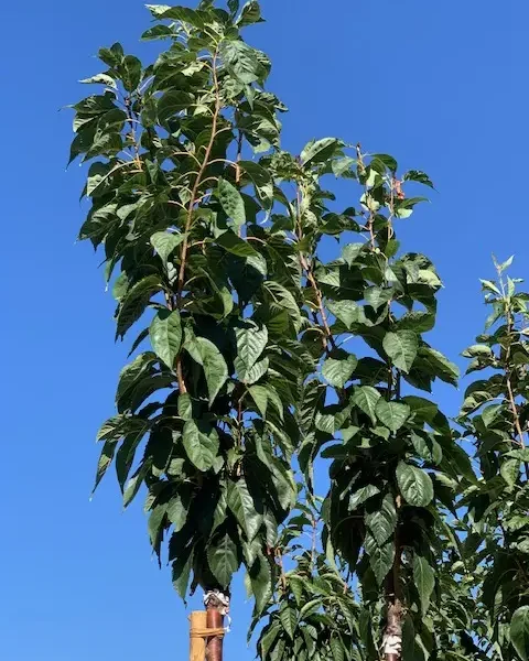 Prunus serrulata 'Amanogawa' (Stebrasta japonska češnja)