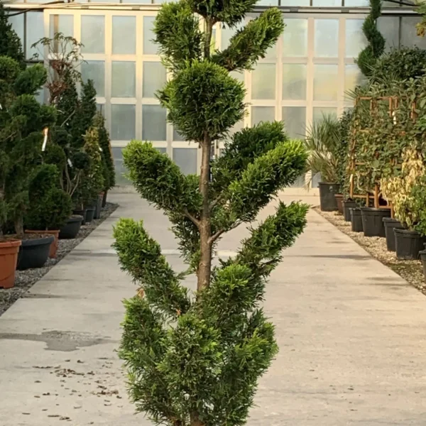 Cupressocyparis leylandii 'Gold Rider ' (Leylandova cipresa)