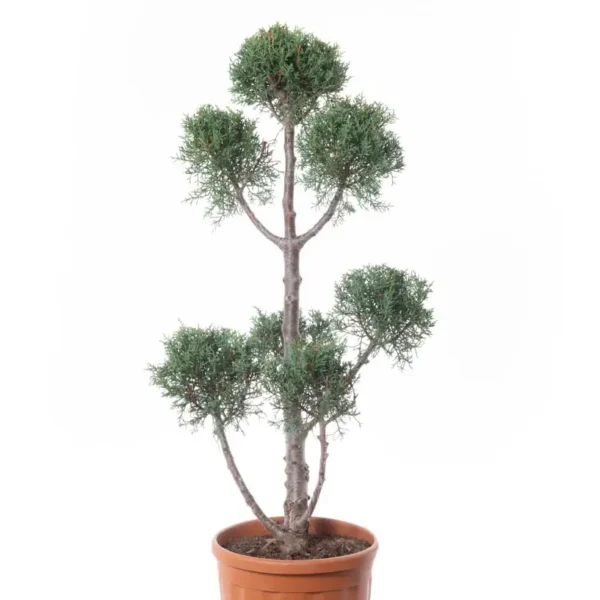 Cupressus arizonica 'Fastigiata' (Arizonska cipresa - POMPONS)