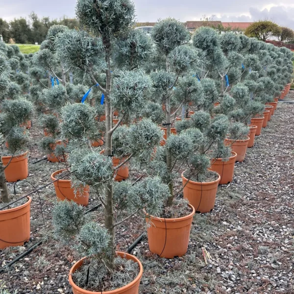 Cupressus arizonica 'Fastigiata' (Arizonska cipresa - POMPONS)
