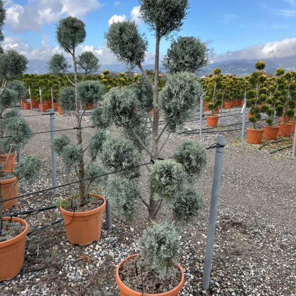 Cupressus arizonica 'Fastigiata' (Arizonska cipresa - POMPONS)