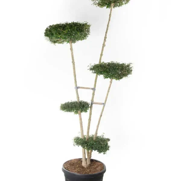 Ligustrum delavayanum (Kitajski liguster na stebru)