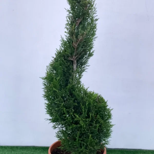 Cupressocyparis leylandii Oblikovana (Lejlandova cipresa)