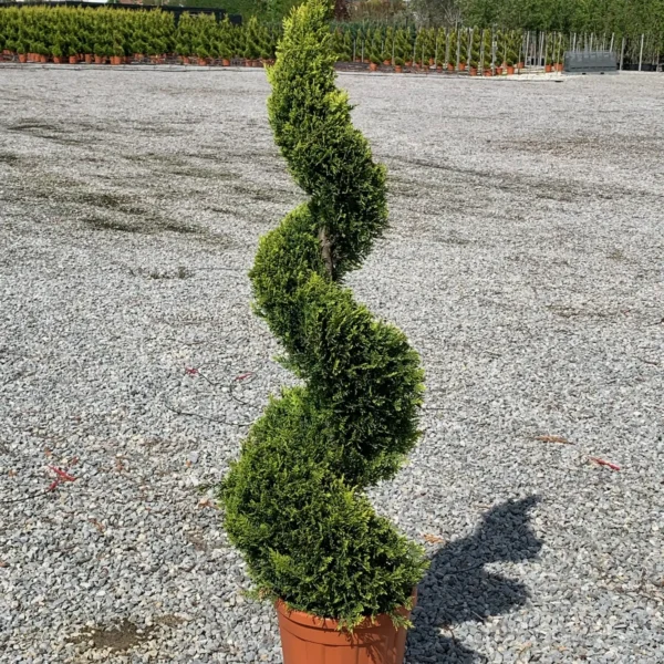 Cupressocyparis leylandii 'Castlew. Gold ' (Leylandova cipresa - SPIRAL)