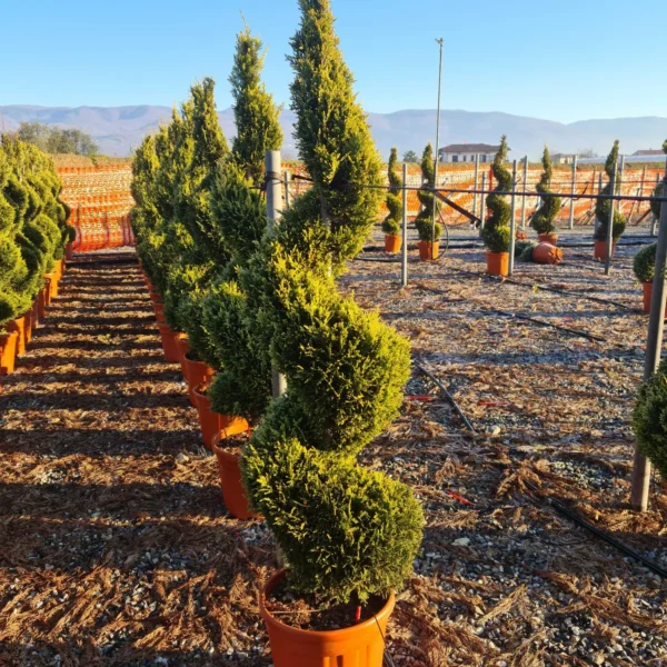 Cupressocyparis leylandii 'Castlew. Gold ' (Leylandova cipresa - SPIRAL)