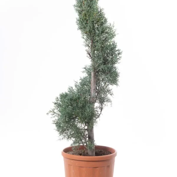 Cupressus arizonica 'Fastigiata' (Arizonska cipresa - SPIRALNA)