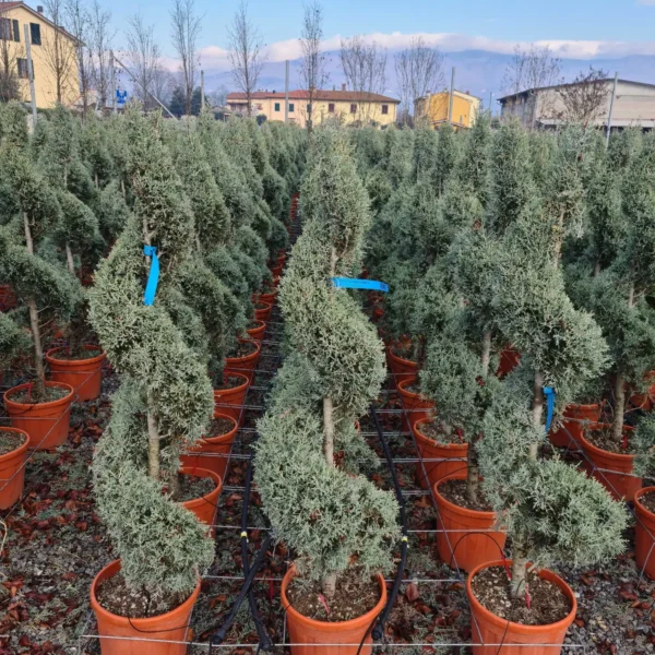 Cupressus arizonica 'Fastigiata' (Arizonska cipresa - SPIRALNA)