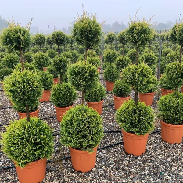 Cupressocyparis leylandii 'Castle Gold ' (Leylandova cipresa - POMPONS)